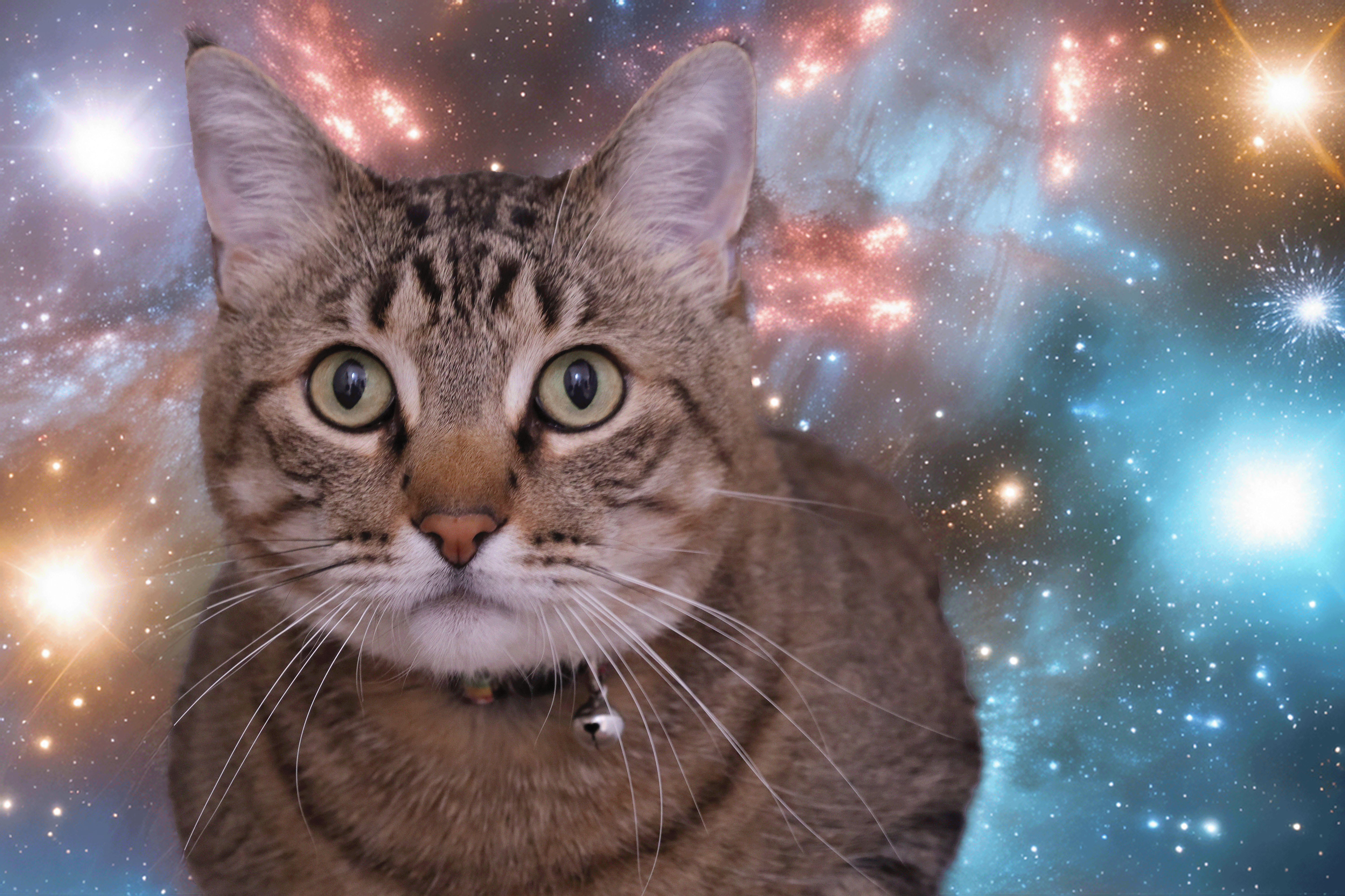 Photo of a cat in outer space